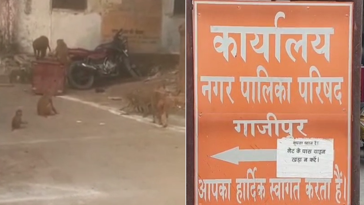 गाजीपुर नगर पालिका द्वारा चलाए जा रहे बंदर पकड़ने के अभियान की तस्वीर