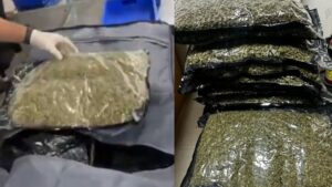 दिल्ली एयरपोर्ट पर 10 करोड़ से ज़्यादा का गांजा ज़ब्त