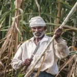बिहार के गन्ना किसानों को बड़ा तोहफा