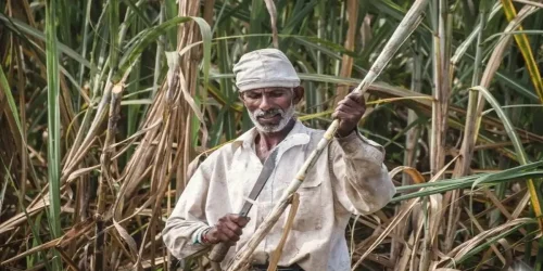 बिहार के गन्ना किसानों को बड़ा तोहफा